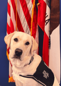 Sage, the Salinas Police Department’s facility dog, taking an official photo and ready for duty.